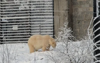 Jääkarhuaitauksen aidat