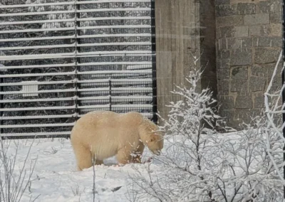 jääakarhuaitauksen aidat